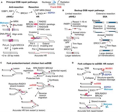 Metnase and EEPD1: DNA Repair Functions and Potential Targets in Cancer Therapy